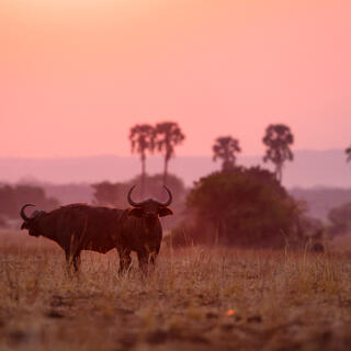 Liwonde Nationalpark