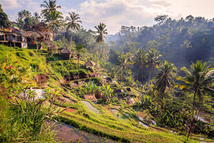 Reisfelder bei Ubud