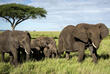 Elefantenherde im Serengeti Nationalpark