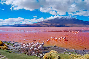Flamingos im Laguna Colorada