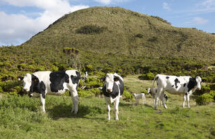 Grasende Kühe auf Pico