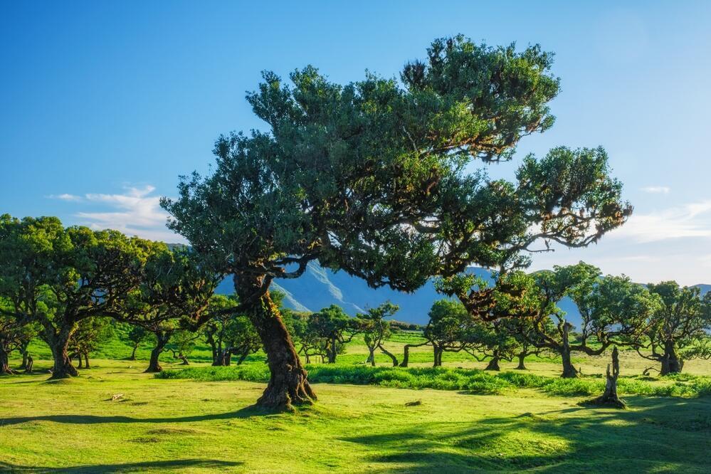 Landschaft im Laurisilva-Wald