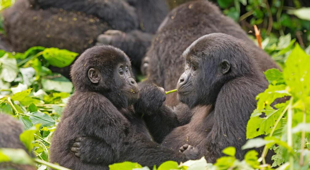Gorillas im Bwindi Forest