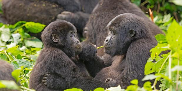 Gorillas im Bwindi Forest