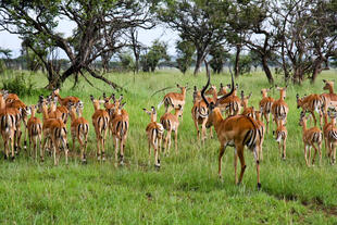 Impala Herde im Grumeti Reservat