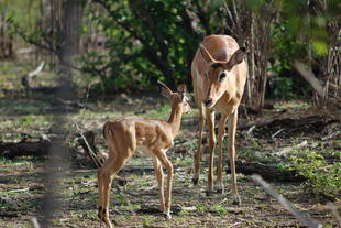 Antilopen im Chobe Nationalpark
