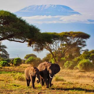Elephant Nature Park