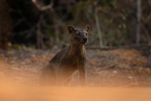 Fossa im Kirindy-Reservat  