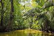 Kanalsystem im dichten Tortuguero Nationalpark