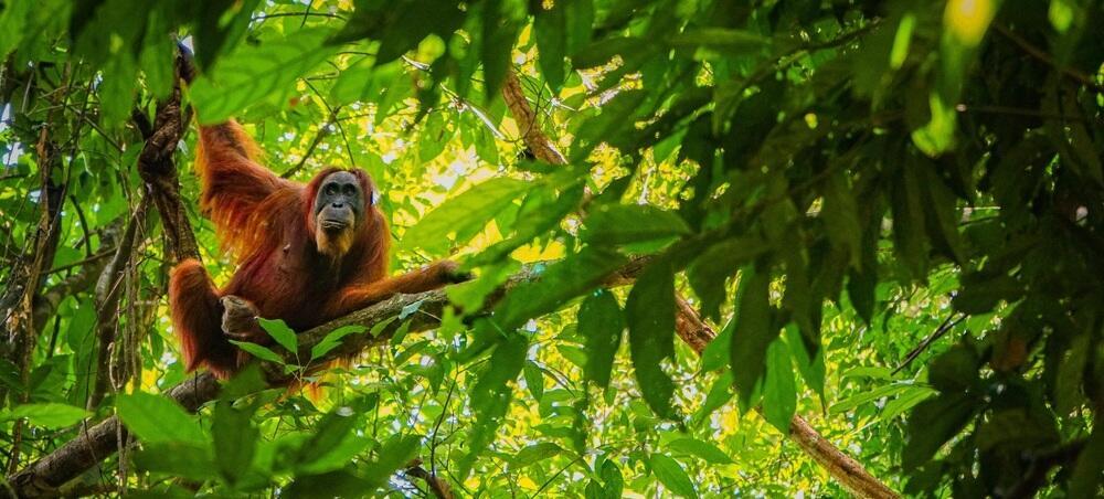 Orang Utans in Borneo