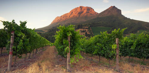 Weinreben in der Gegend von Stellenbosch