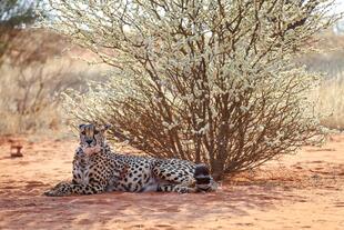 Leopard in der Kalahari Wüste