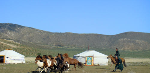 Pferde bei Gurvanbulag