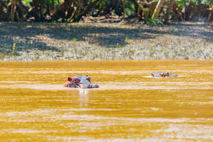 Nilpferd im Wami Fluss 