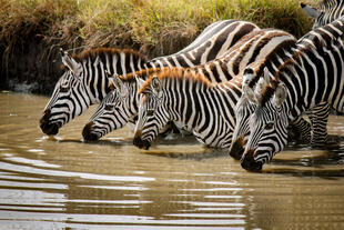 Zebras im Queen Elizabeth Nationalpark 