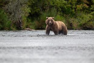 Alaskanischer Braunbär 