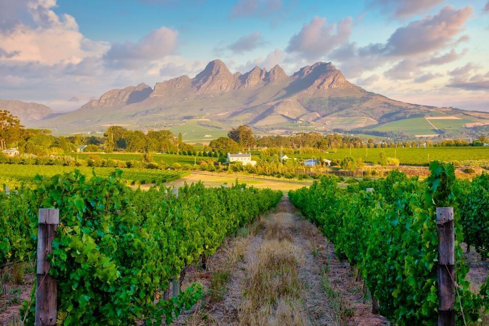 Weinreben in Stellenbosch