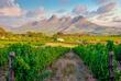Weinreben in Stellenbosch