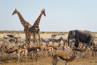 Zu sehen ist der Etosha-Nationalpark, eine weite, trockene Savanne, die von der endlosen, weißen Salzpfanne im Zentrum des Parks dominiert wird. 
