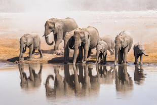 Elefanten im Etosha Nationalpark