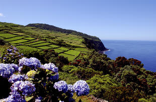 Grüne Landschaft der Insel Terceira