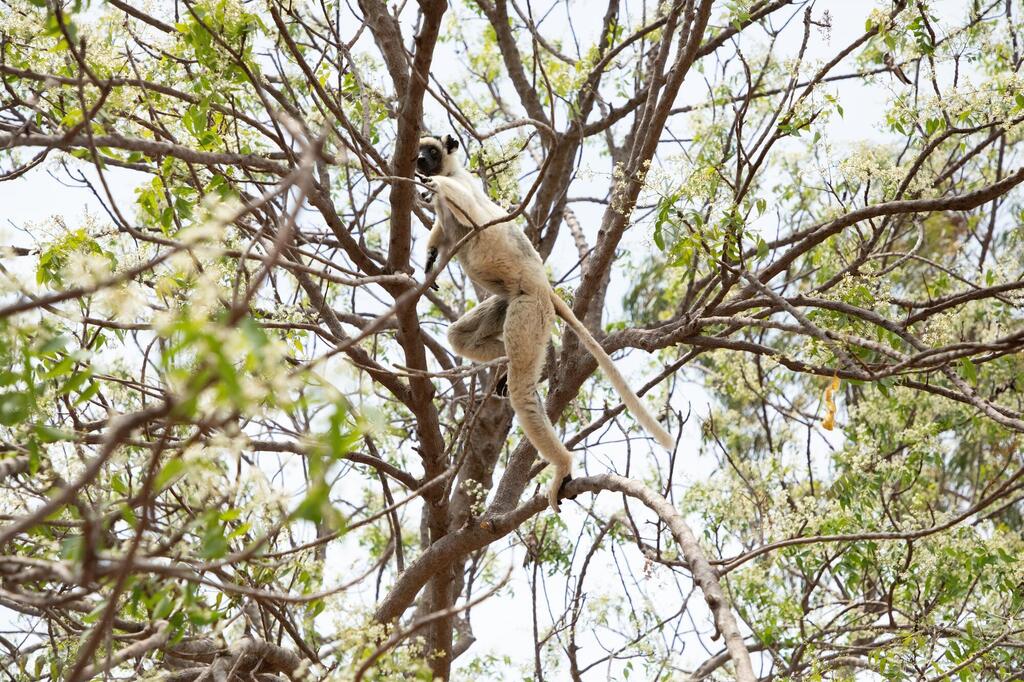 Lemur im Kirindy-Reservat