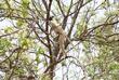 Lemur im Kirindy-Reservat