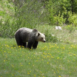 Braunbär