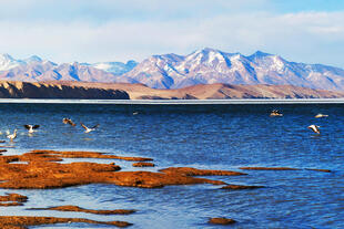Vögel fliegen über den malerischen Manasarovar-See in Westtibet, mit dem klaren, spiegelnden Wasser und den schneebedeckten Bergen im Hintergrund.