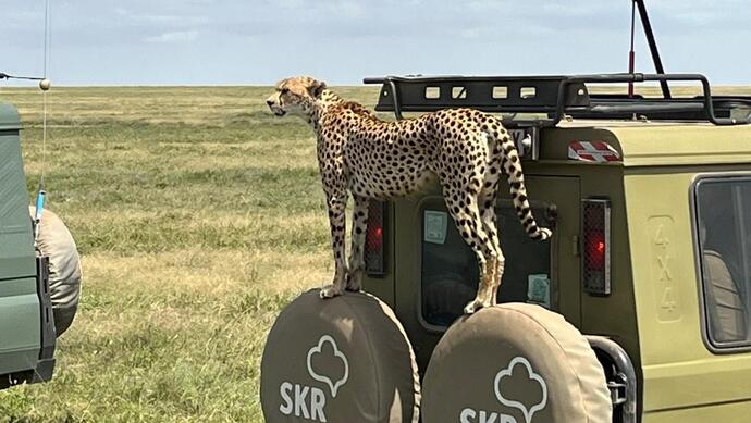 Ein Gepard steht während einer Safari-Reise auf einem SKR-Fahrzeug