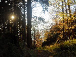 Herbstwald am Goethewanderweg