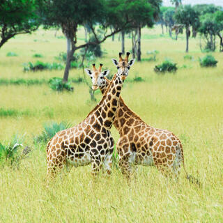 Giraffen im Nationalpark