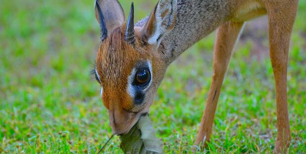 Dikdik - Afrikanische Zwergantilopen zu Besuch in der Lodge