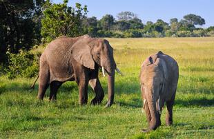 Elefanten im Masai Mara Nationalpark