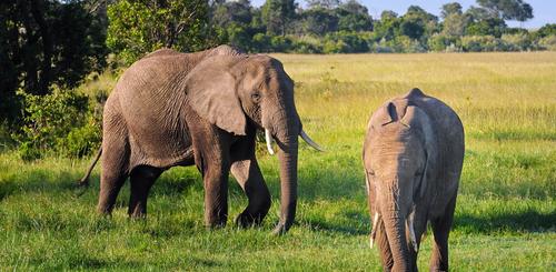 Elefanten im Masai Mara Nationalpark
