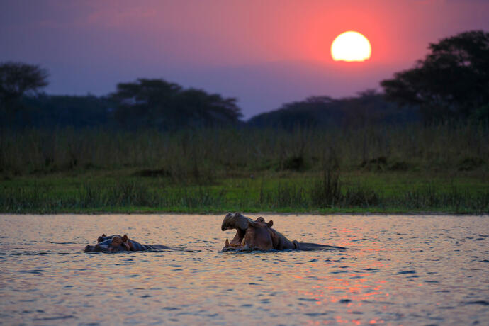 Hippo im Shire-Fluss bei Sonnenuntergang