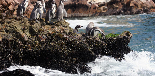 Humboldt Pinguine auf den Ballestas Inseln