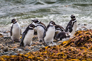 Pinguininsel Magdalena