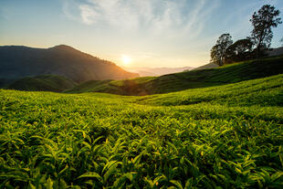 Teeplantage 