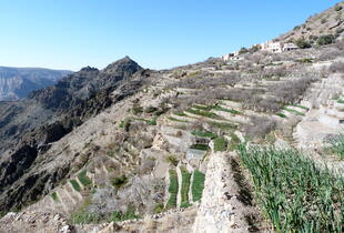 Terrassen am Jebel Akhdar