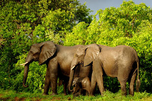 Elefanten im Majete Nationalpark