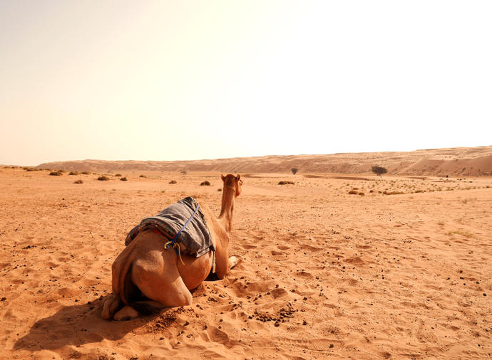Kamel in der Wahiba Wüste