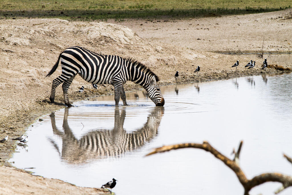 trinkendes Zebra