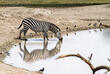 trinkendes Zebra