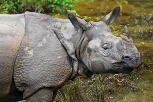 Graues Nashorn im Chitwan-Nationalpark