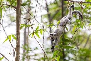 Lemurenbaby