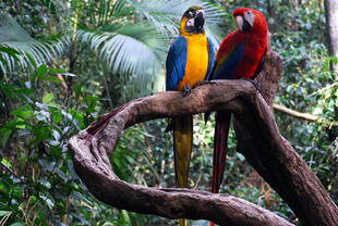 Papageien im Amazonas