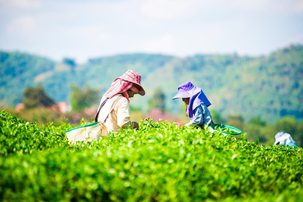 Teepflückerinnen in den Hügeln von Darjeeling
