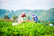 Teepflückerinnen in den Hügeln von Darjeeling