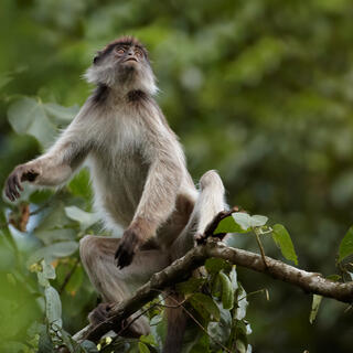 Uganda-Stummelaffe